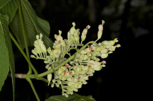 Aesculus flava #19